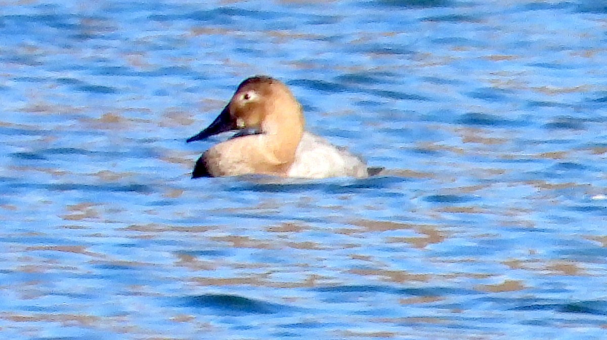Canvasback - ML645805611