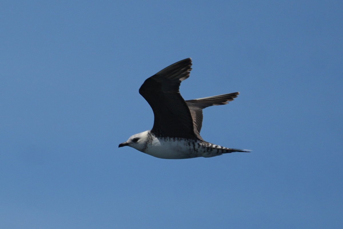 Long-tailed Jaeger - ML645805612