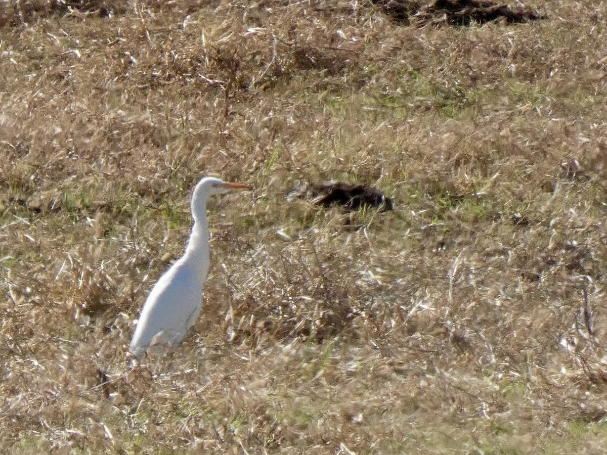 Airone guardabuoi - ML645805613