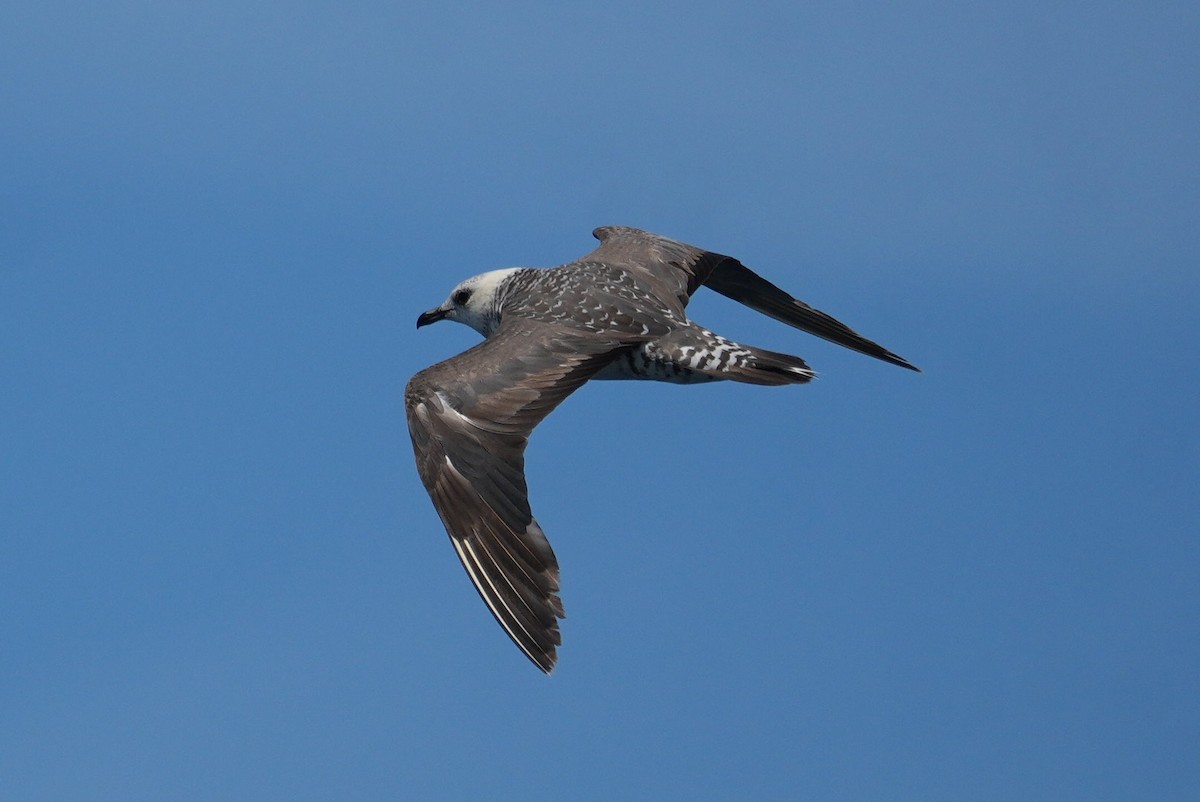Long-tailed Jaeger - ML645805615