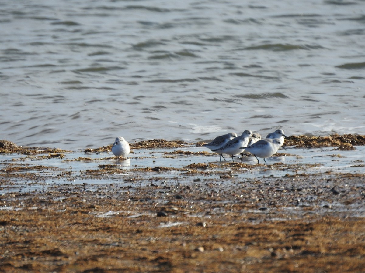 Sanderling - ML645805616