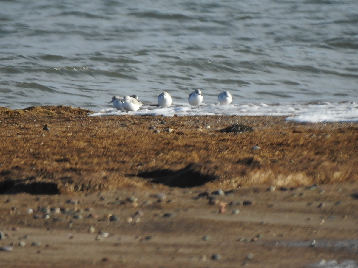 Sanderling - ML645805617