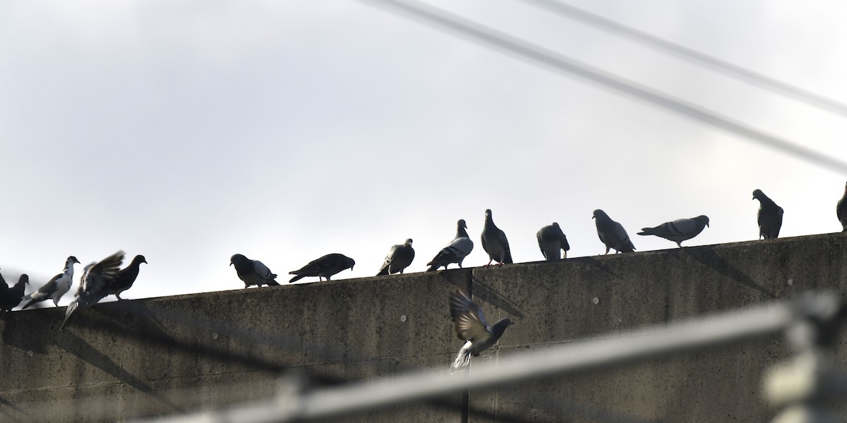 Rock Pigeon (Feral Pigeon) - ML645805619