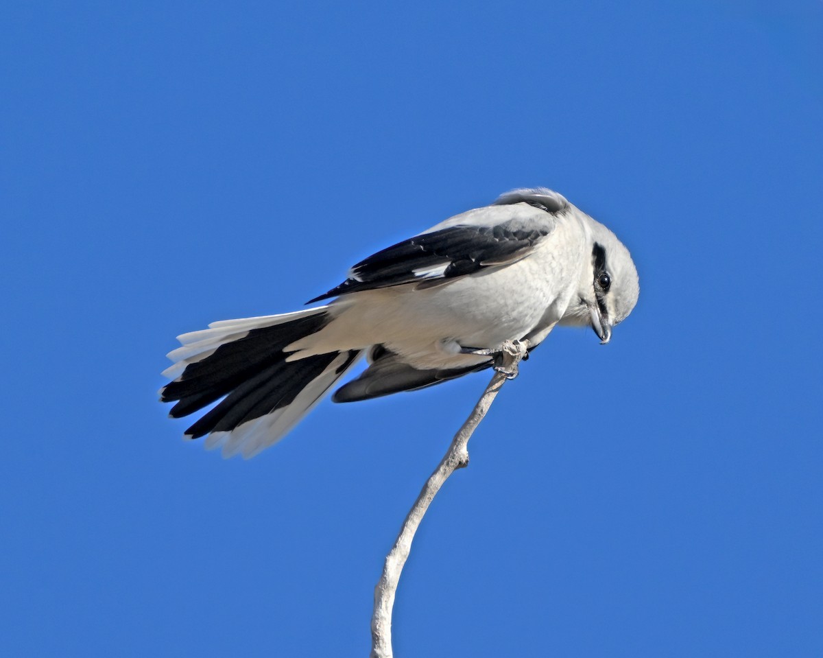 Northern Shrike - ML645805620