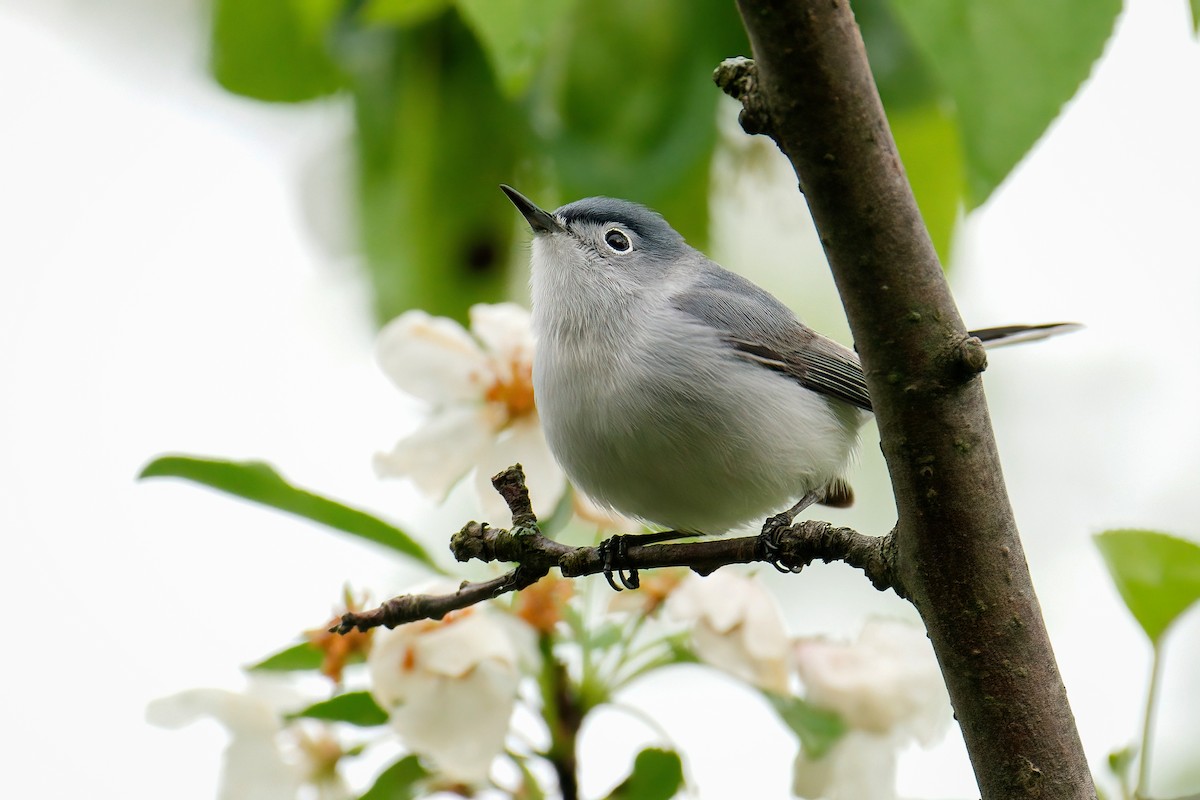 Blue-gray Gnatcatcher - ML645805621