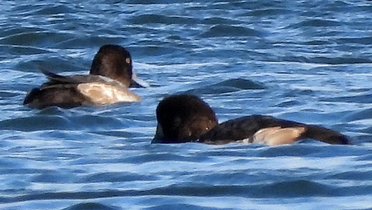 Greater Scaup - ML645805622