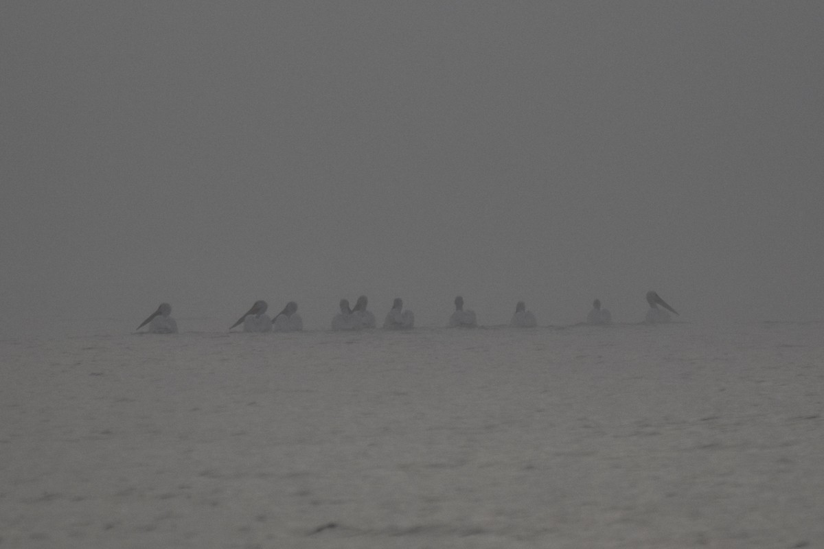 American White Pelican - ML645805623