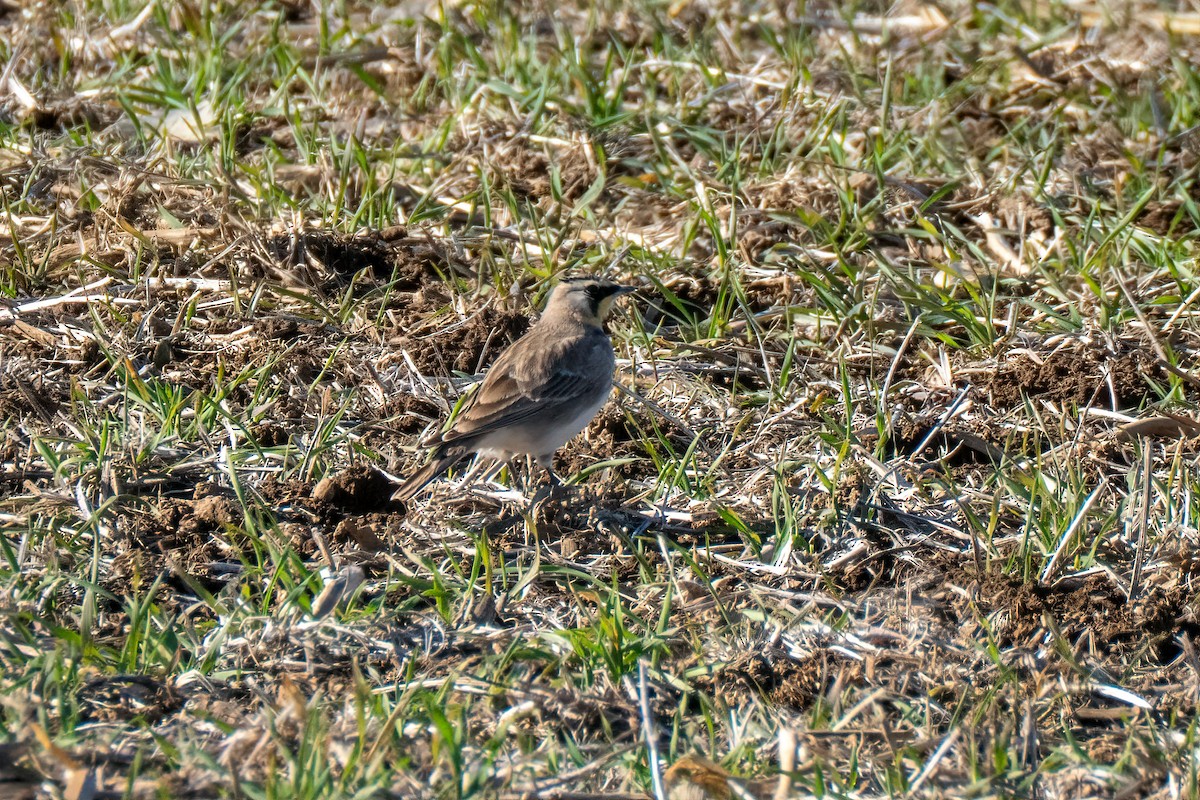 Horned Lark - ML645805625