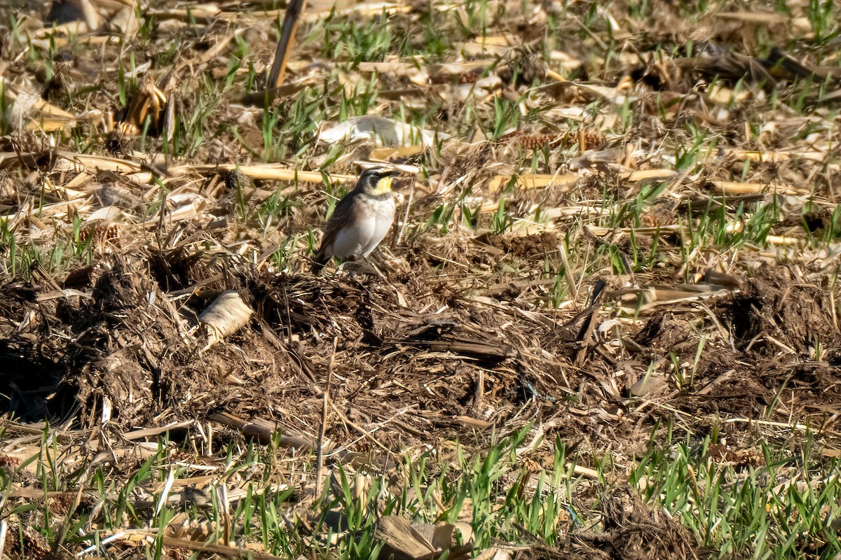 Horned Lark - ML645805626