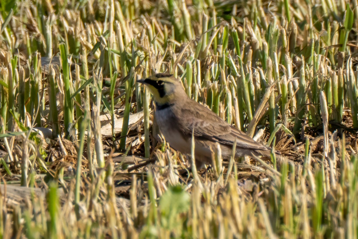 Horned Lark - ML645805627