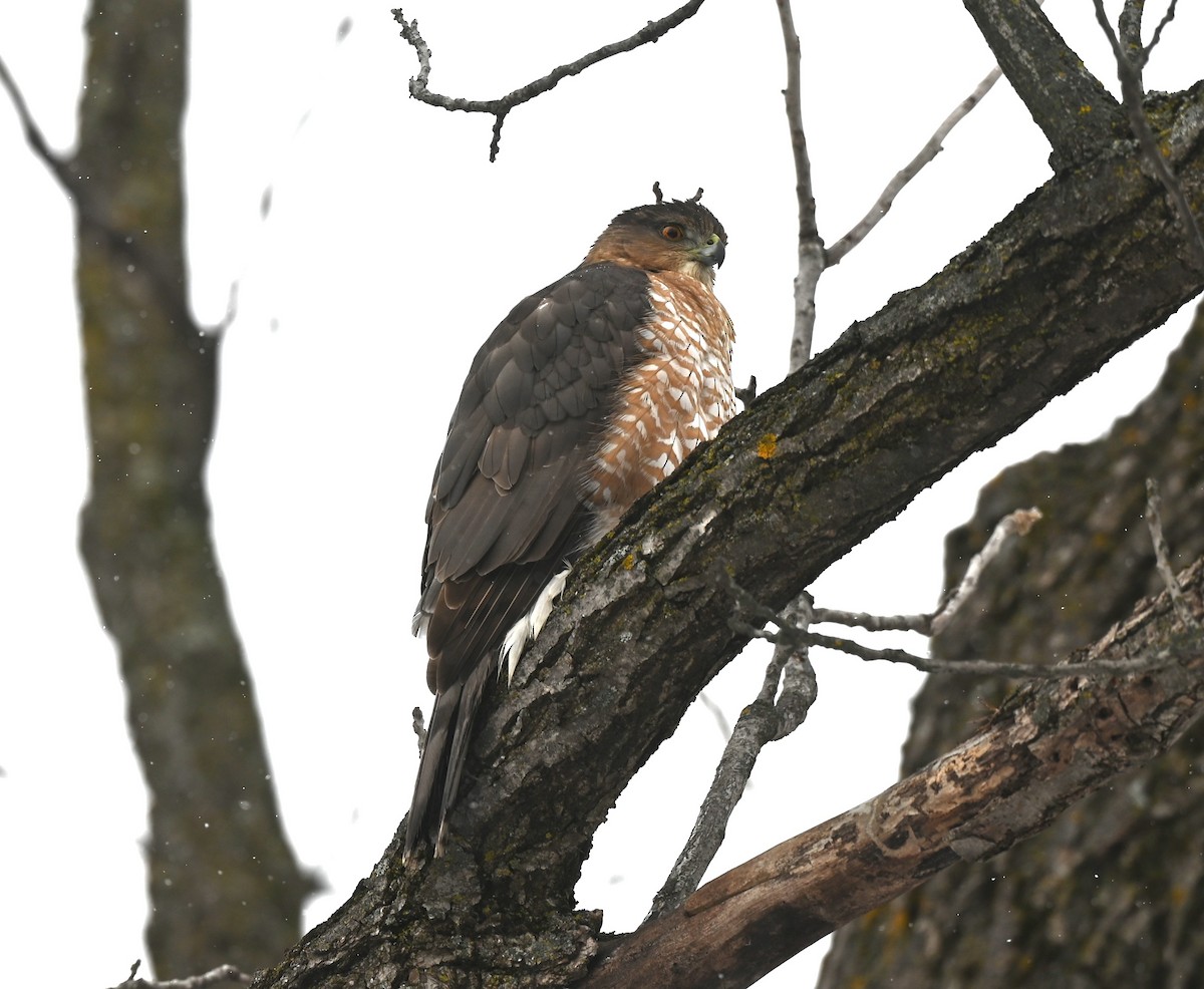 Cooper's Hawk - ML645805629