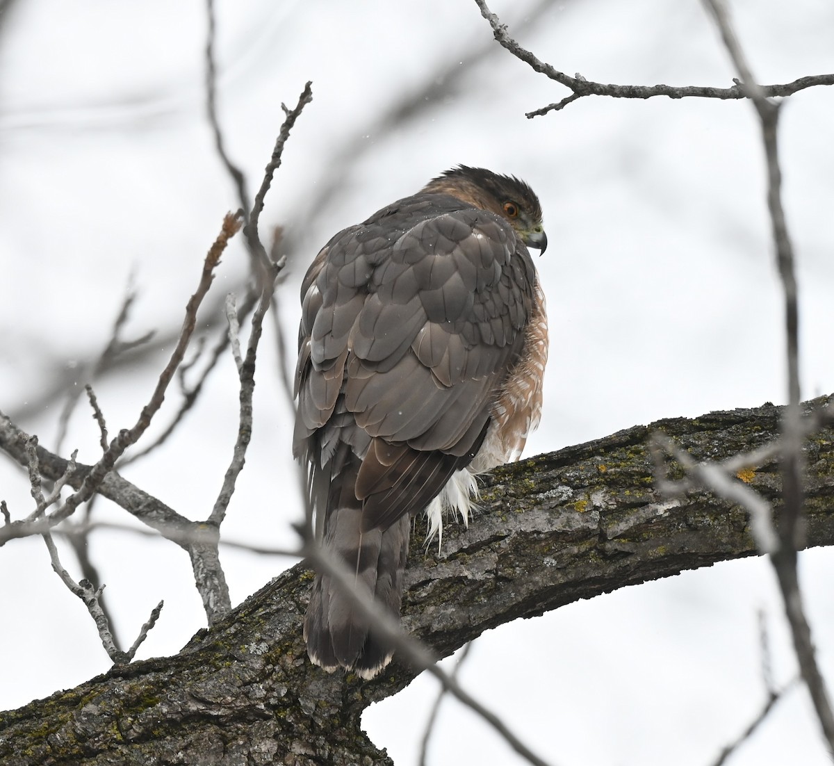 Cooper's Hawk - ML645805630