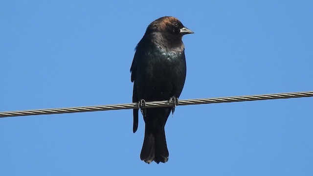 Boz Başlı İnekkuşu - ML645805635