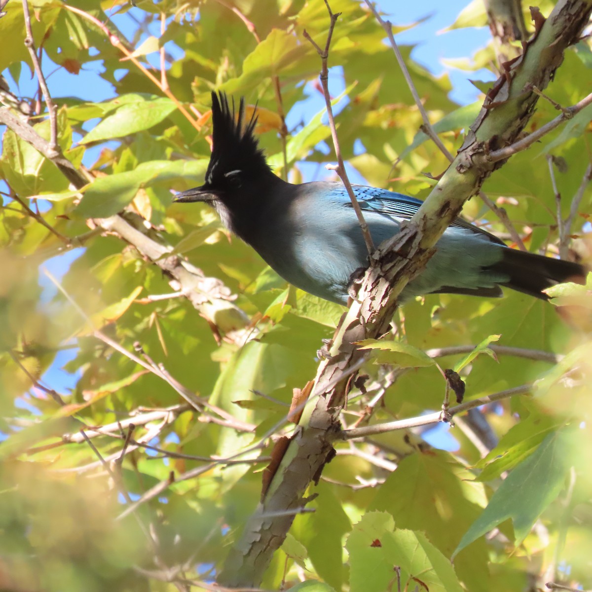 Steller's Jay - ML645805636