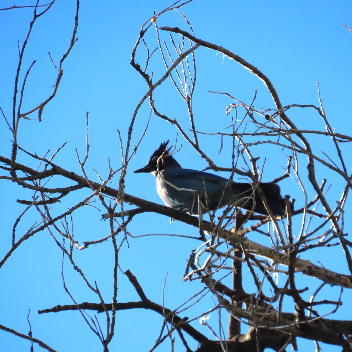 Steller's Jay - ML645805637