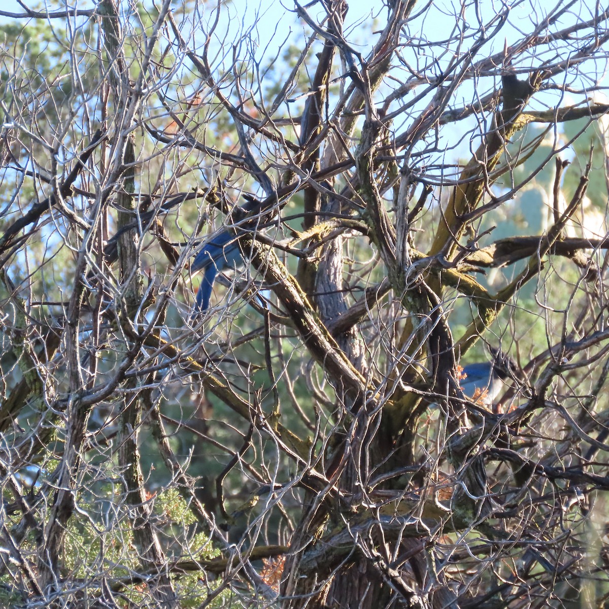 Steller's Jay - ML645805638