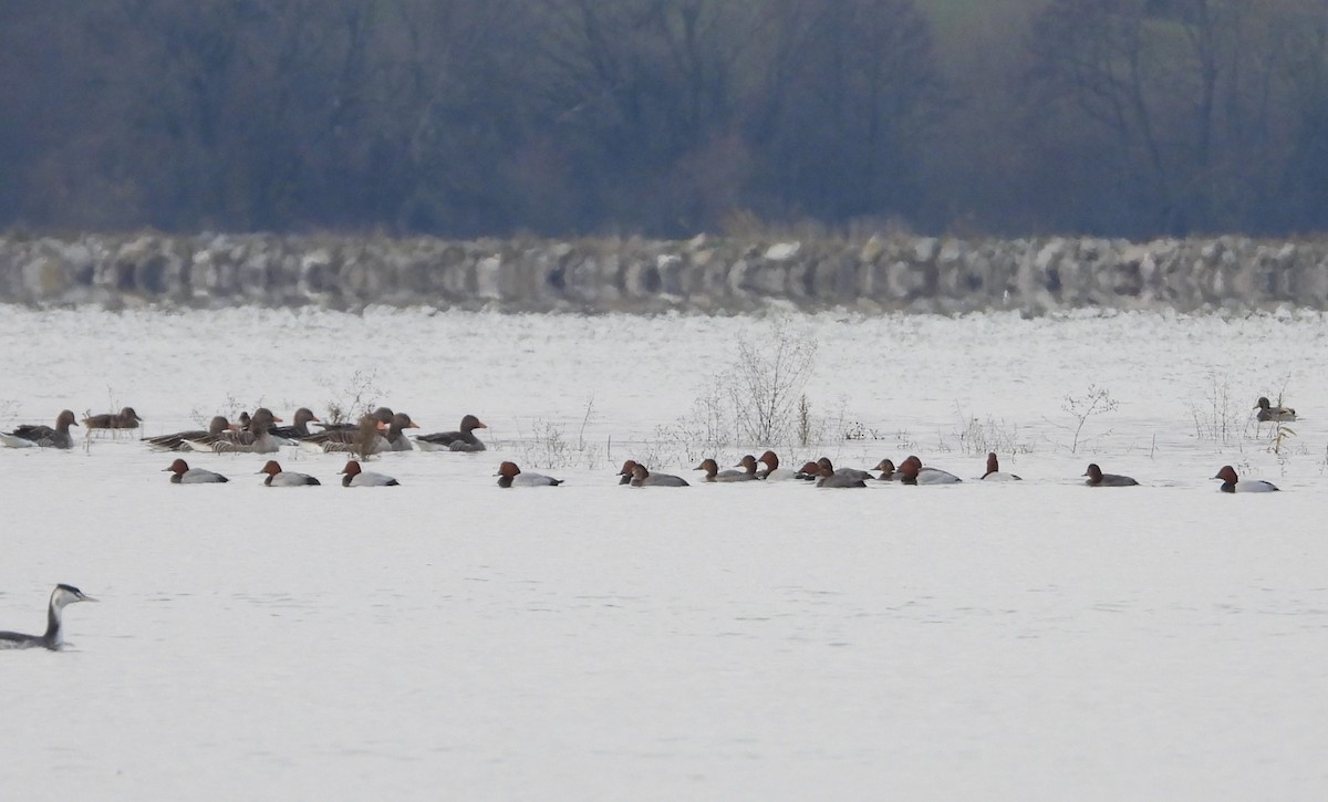 Common Pochard - ML645805639