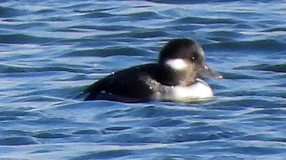 Lesser Scaup - ML645805640