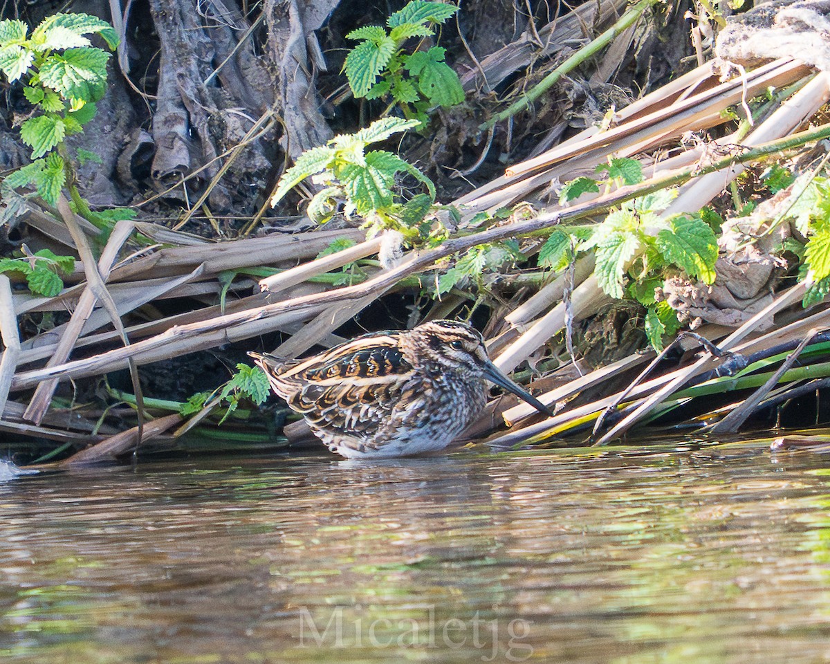 Jack Snipe - ML645805642