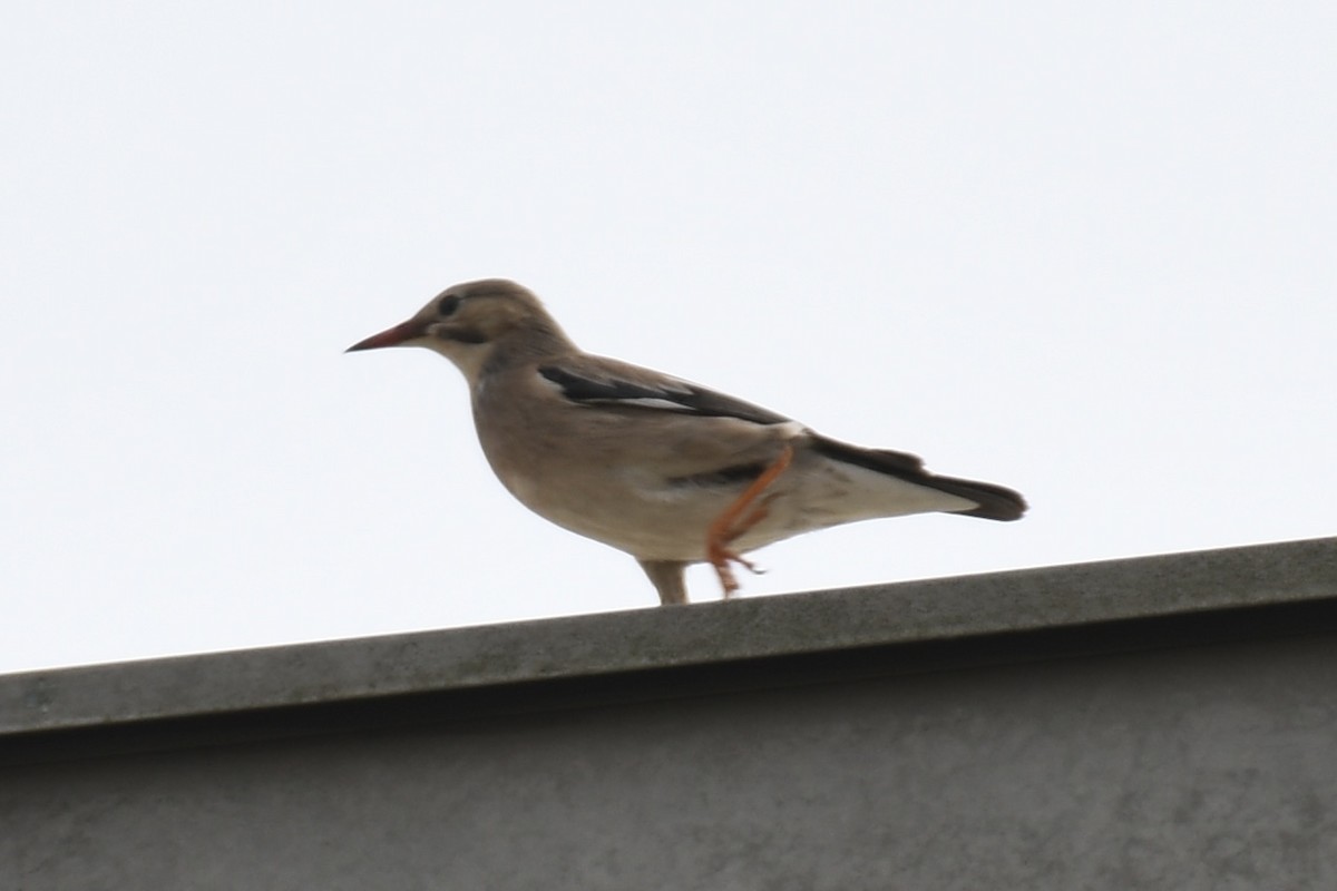 Red-billed Starling - ML645805647