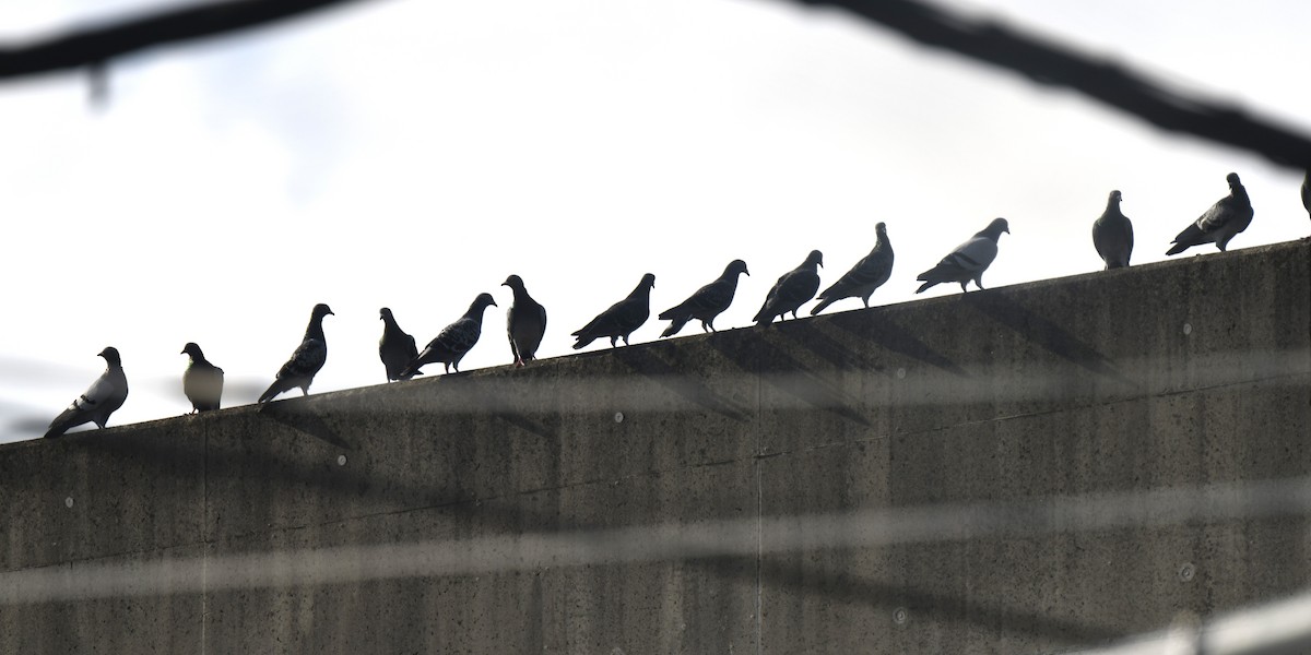 Rock Pigeon (Feral Pigeon) - ML645805648