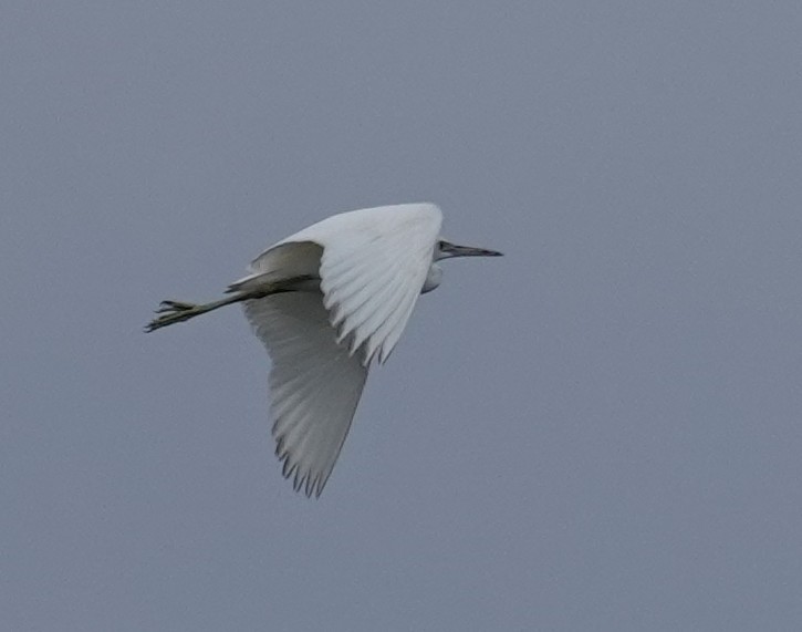 Little Blue Heron - ML645805649
