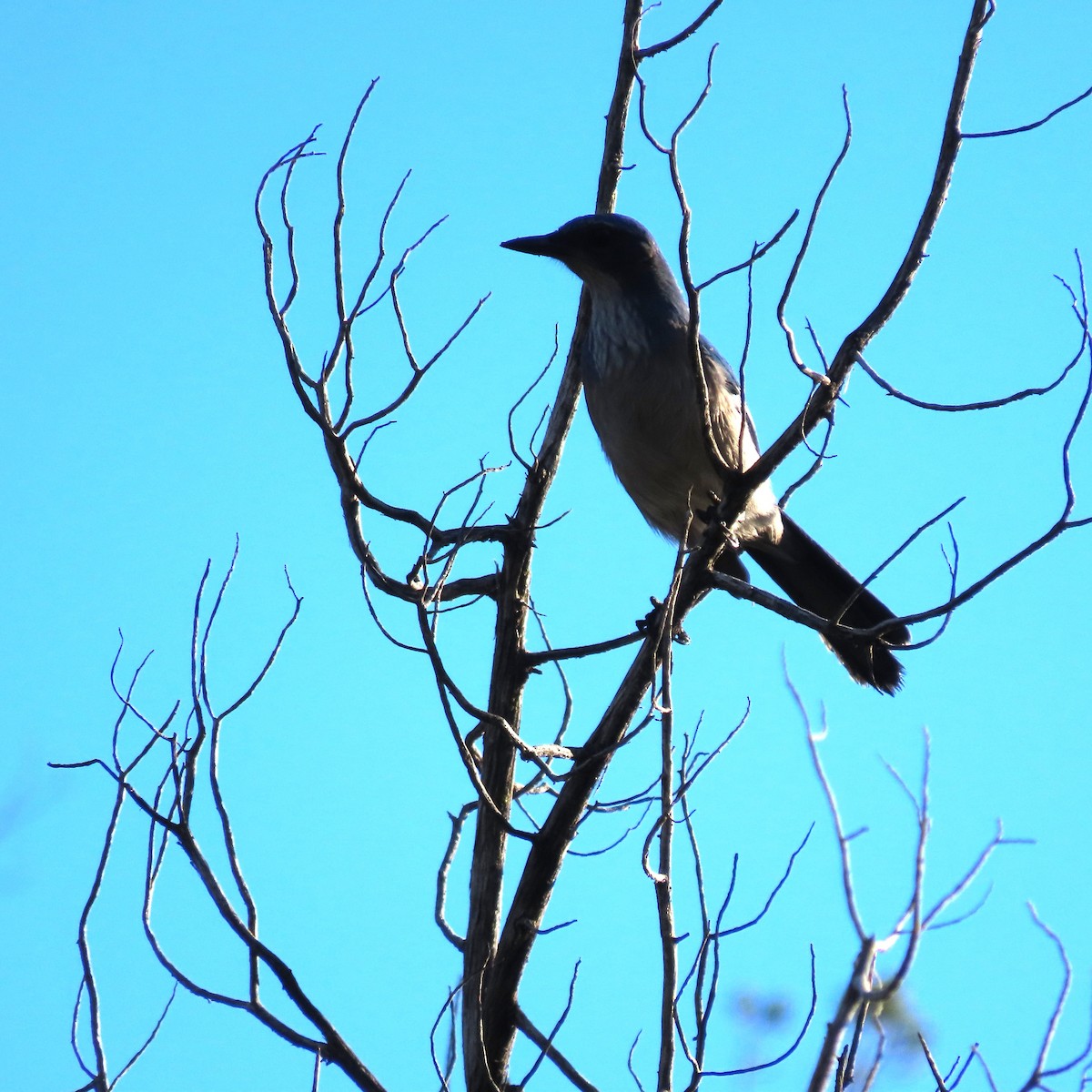 Woodhouse's Scrub-Jay - ML645805651