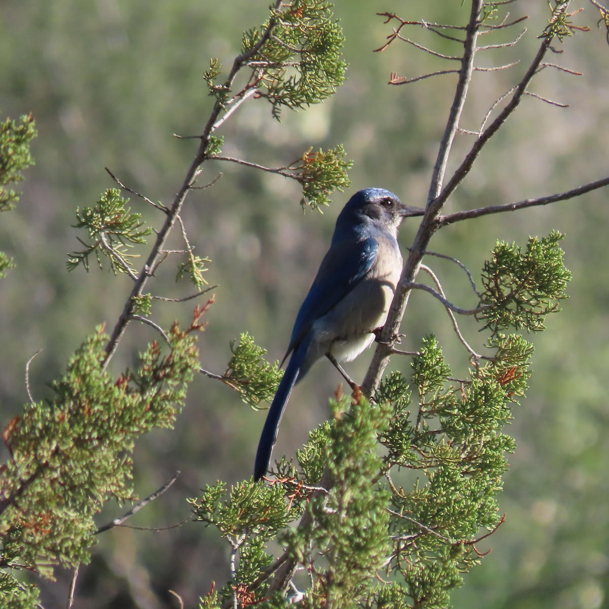 Woodhouse's Scrub-Jay - ML645805652