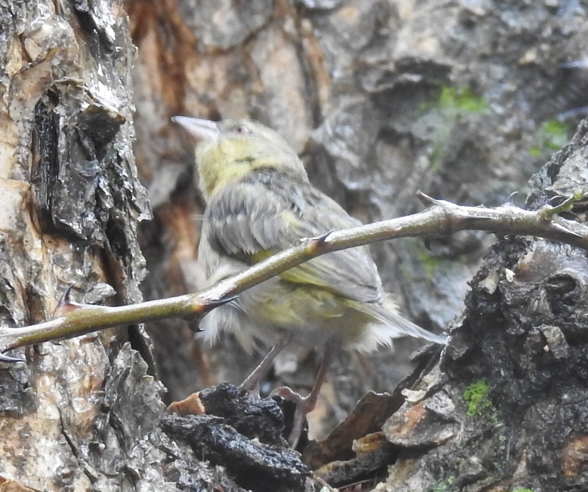 House Sparrow - ML645805653