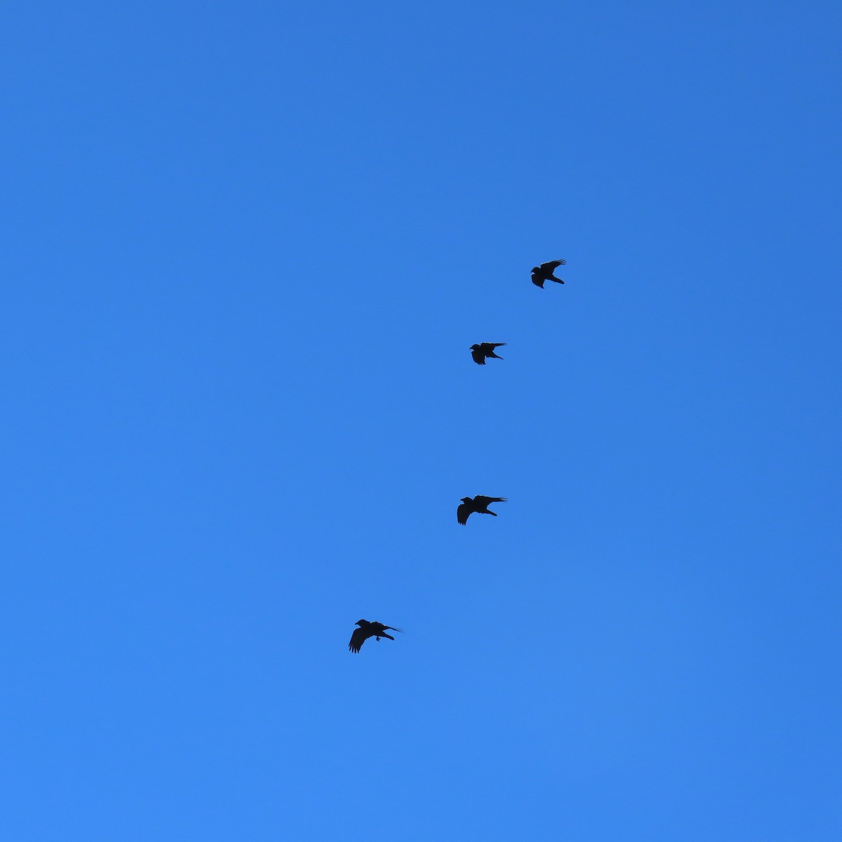 Common Raven - ML645805654