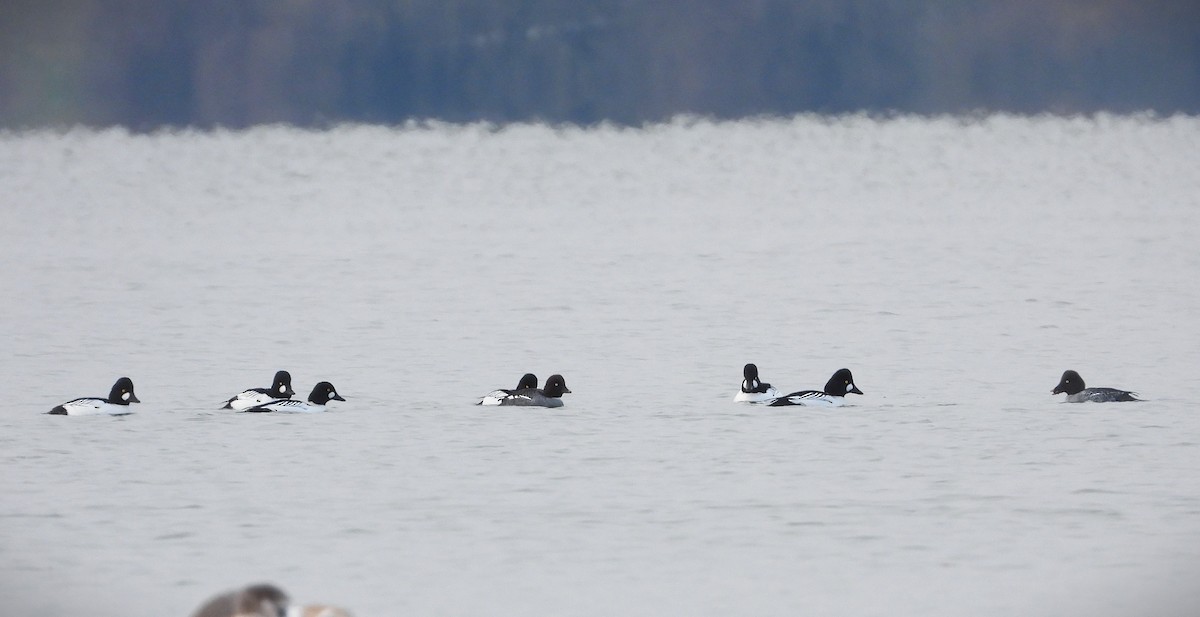 Common Goldeneye - ML645805655