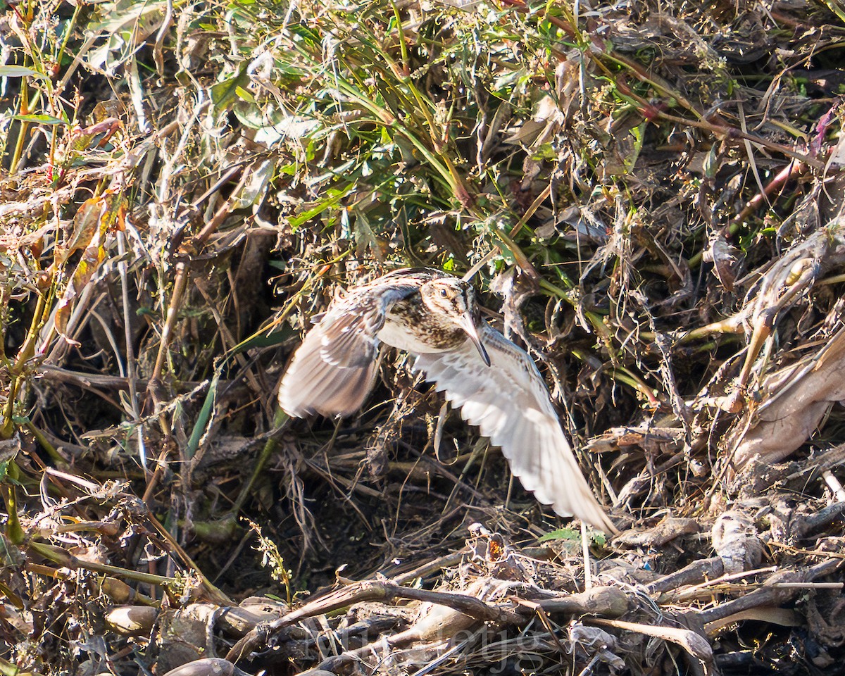 Jack Snipe - ML645805656
