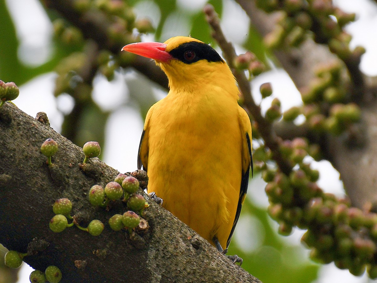 Black-naped Oriole - ML645805657