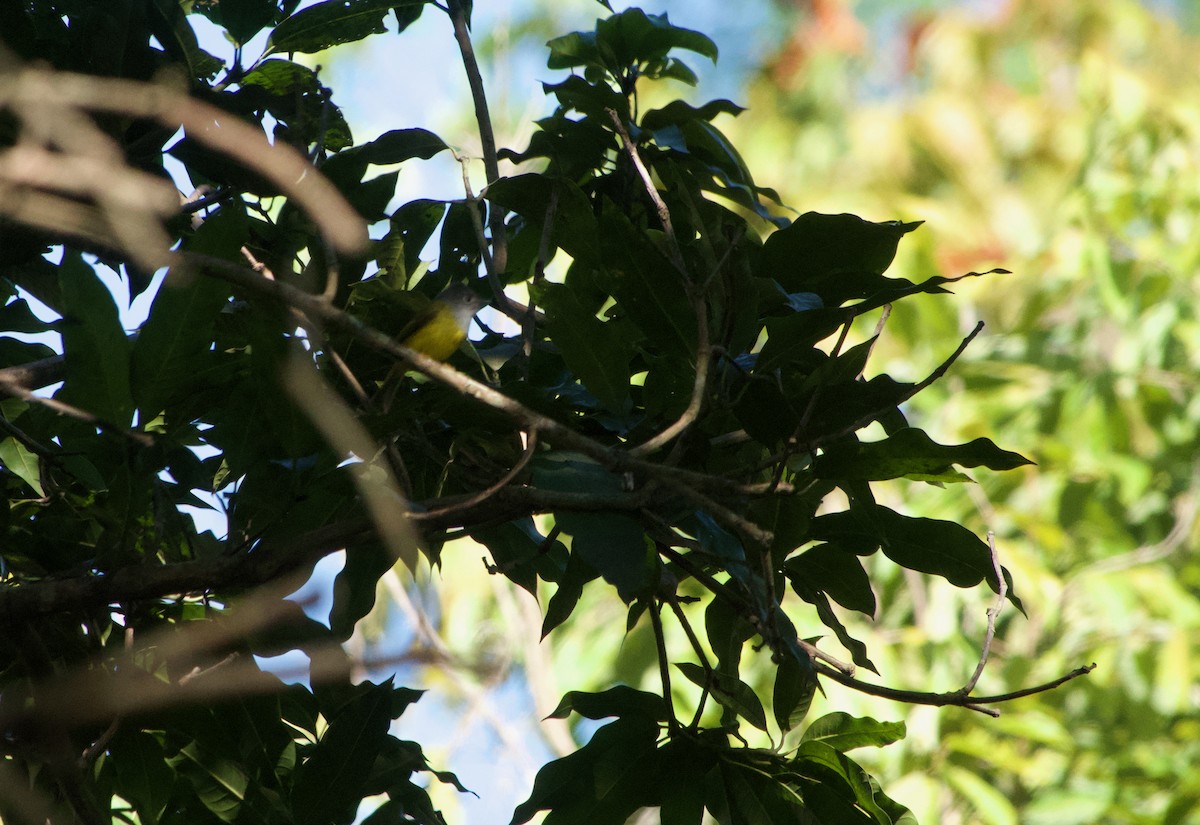 Сероголовая комароловка - ML645805660