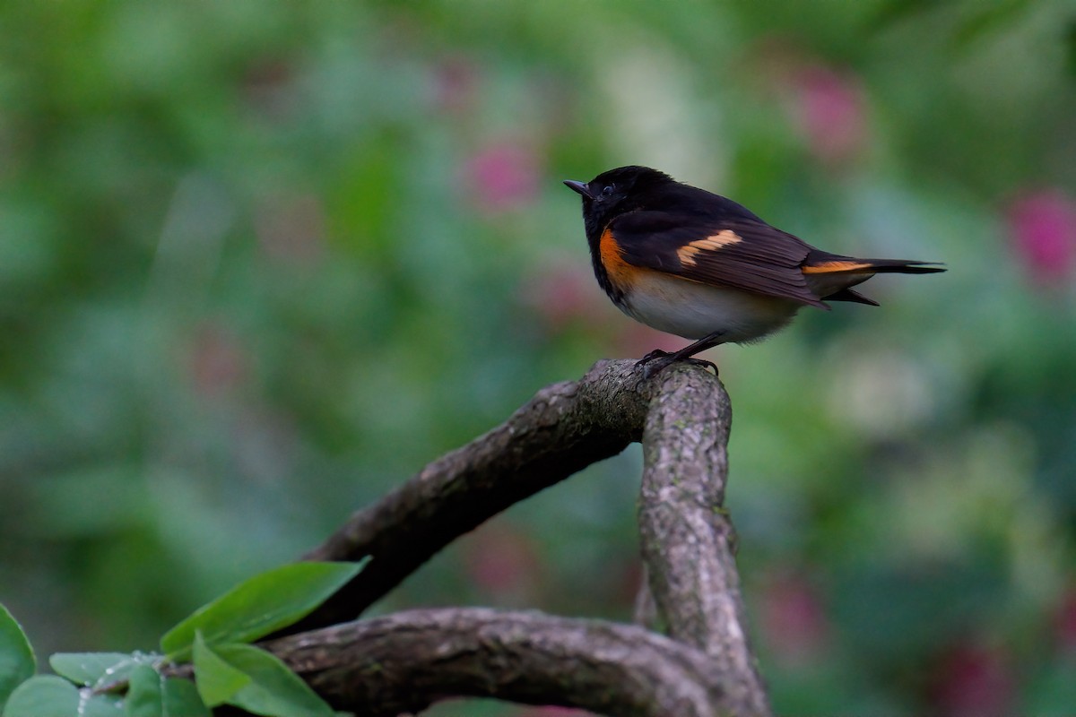 סבכון חכלילי - ML645805663