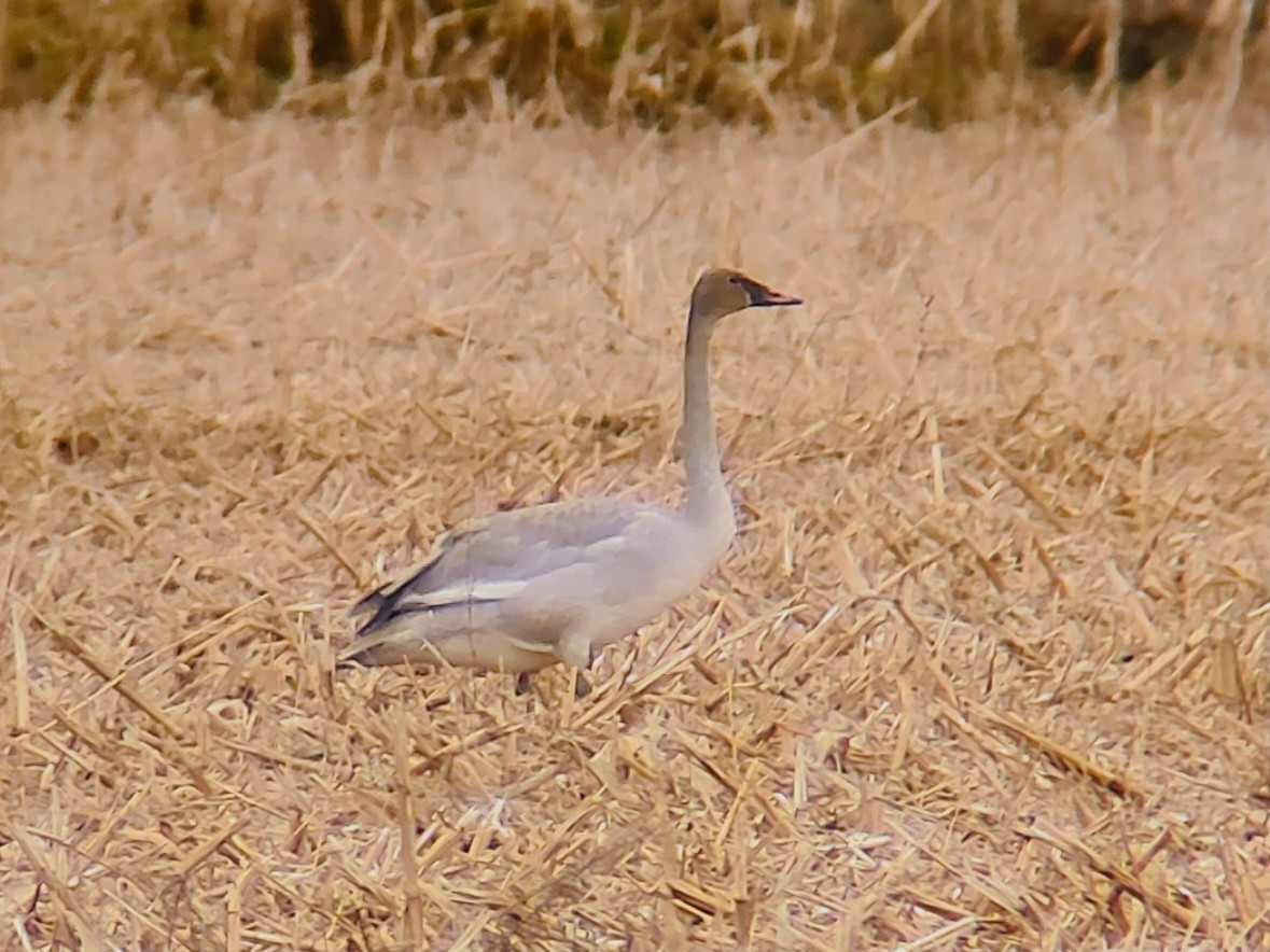 Trumpeter Swan - ML645805665
