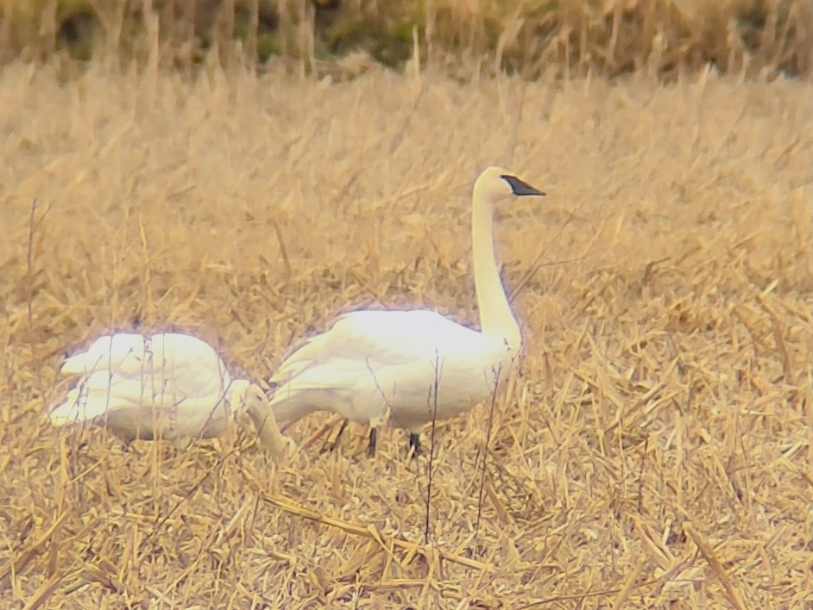 Trumpeter Swan - ML645805666