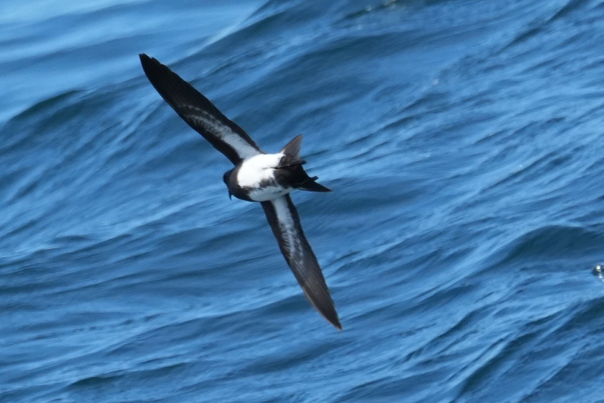 svartbukstormsvale - ML645805679