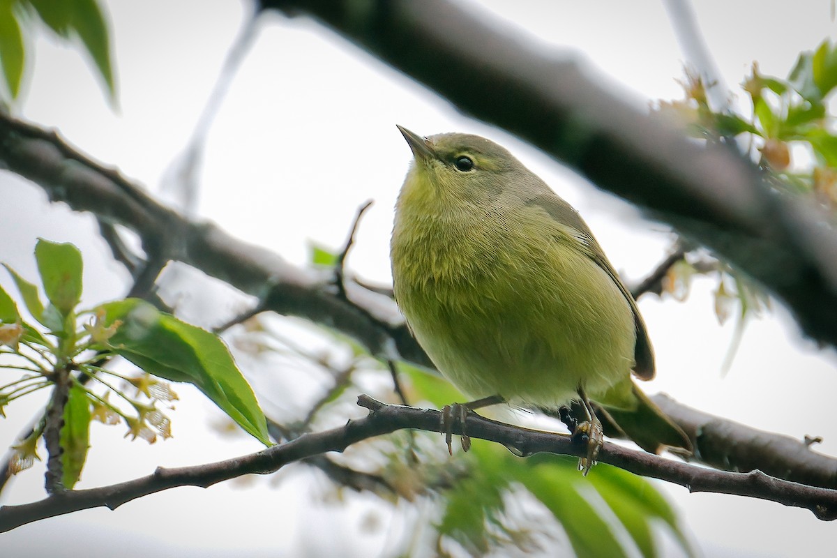 Orange-crowned Warbler - ML645805689
