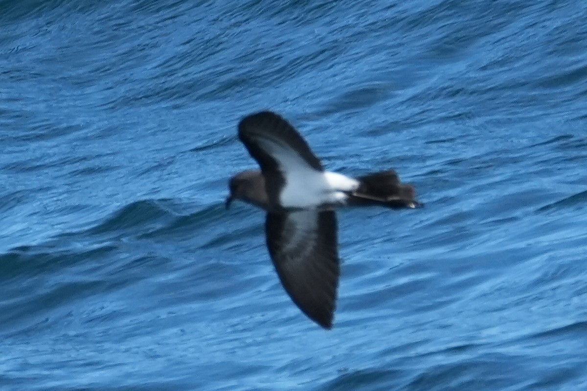 svartbukstormsvale - ML645805692