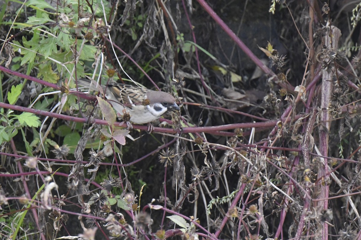 Ağaç Serçesi - ML645805698