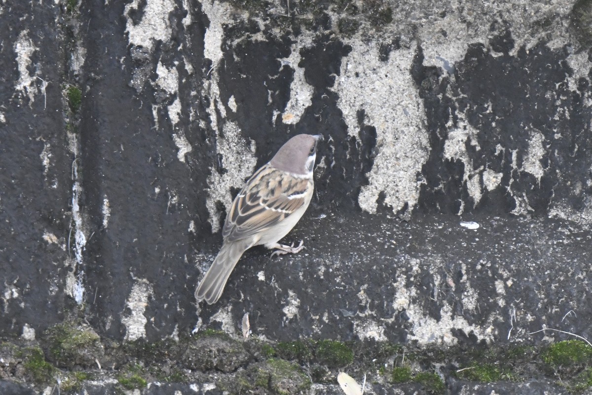 Ağaç Serçesi - ML645805714