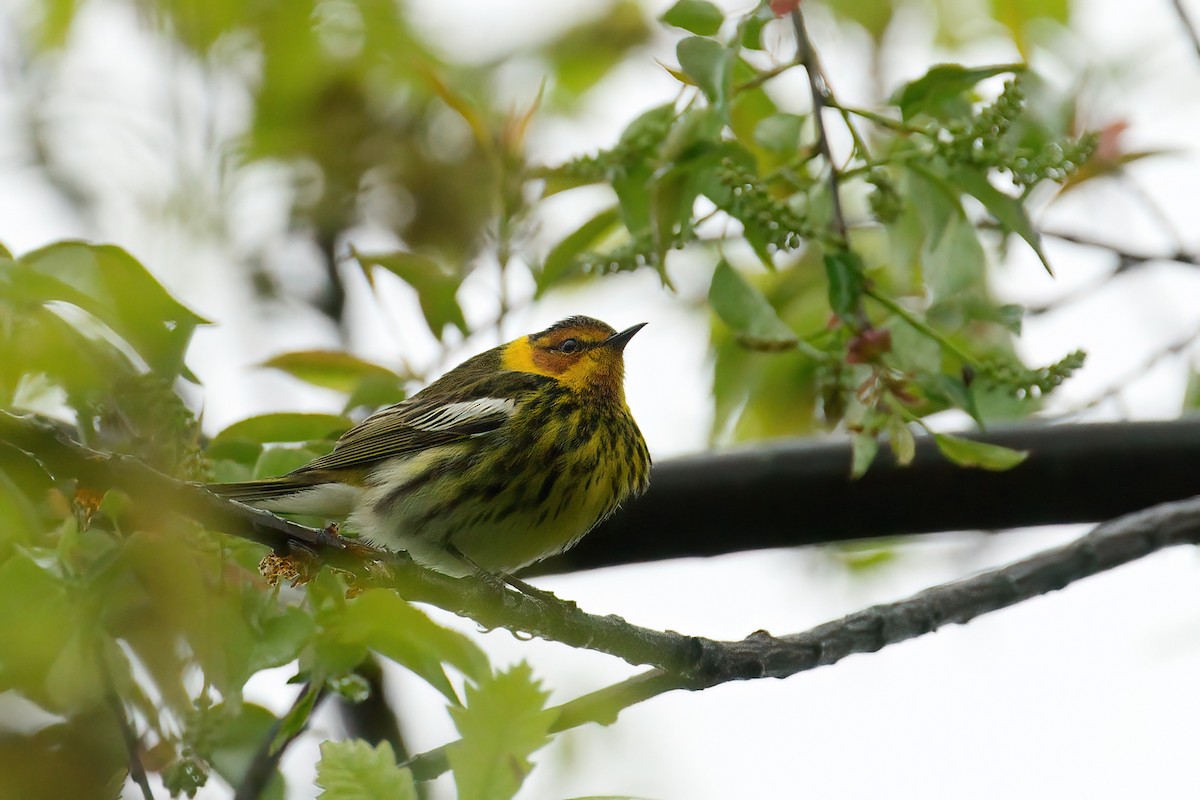 סבכון חום-לחי - ML645805720