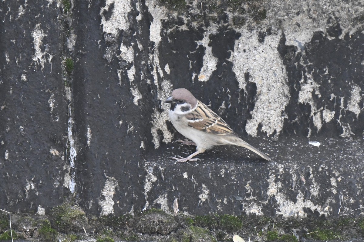 Ağaç Serçesi - ML645805726