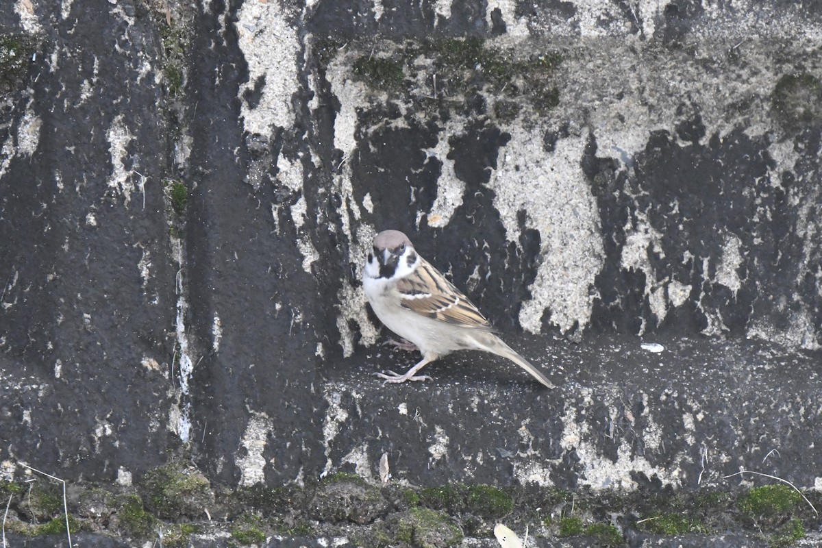 Ağaç Serçesi - ML645805727