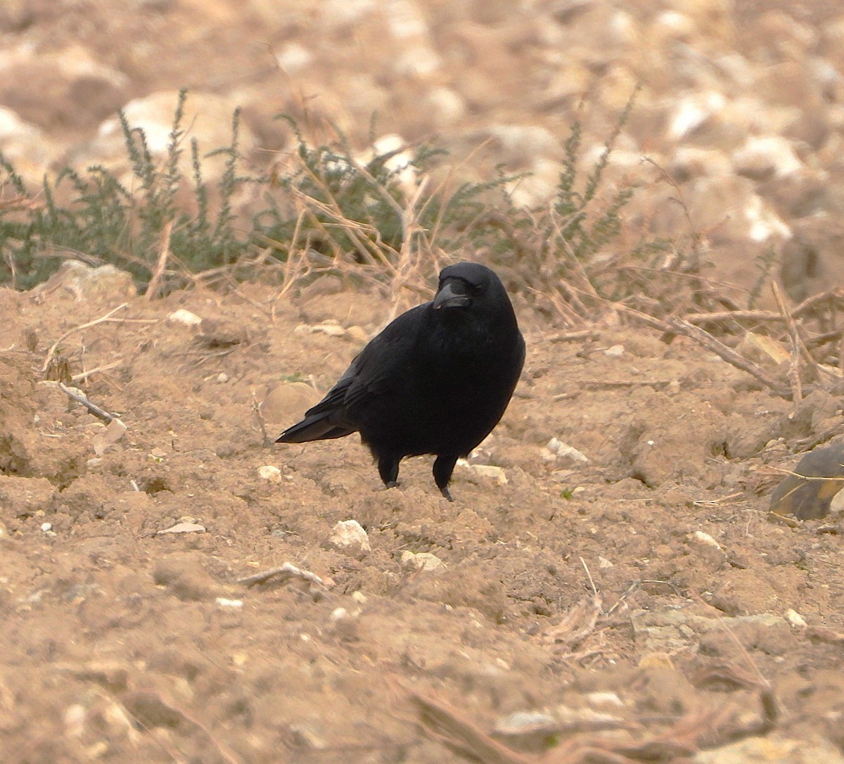 Carrion Crow - ML645805729