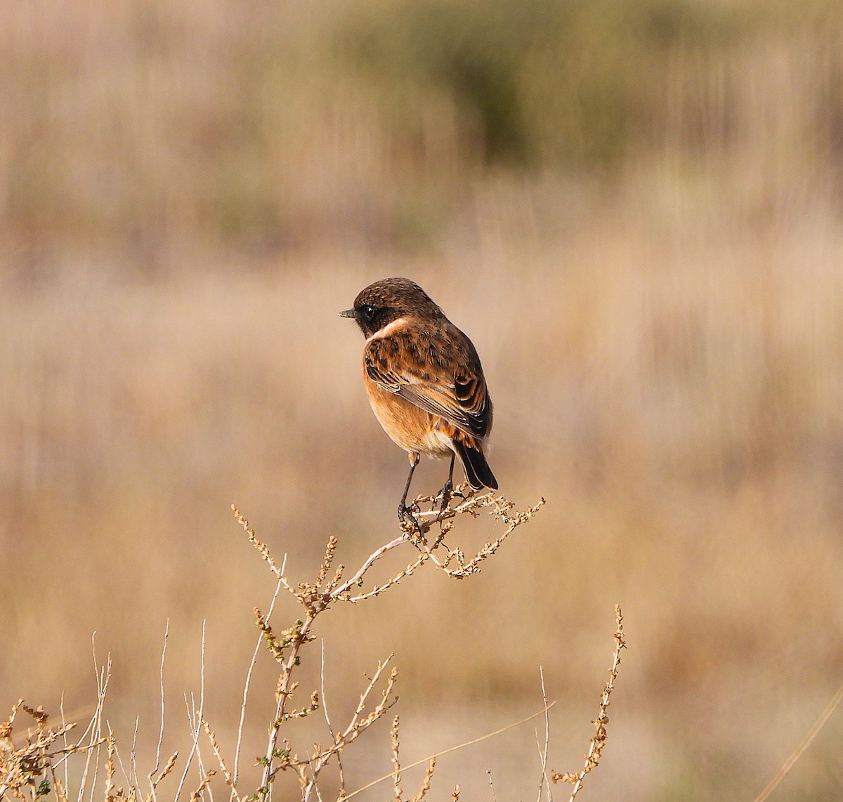 European Stonechat - ML645805734