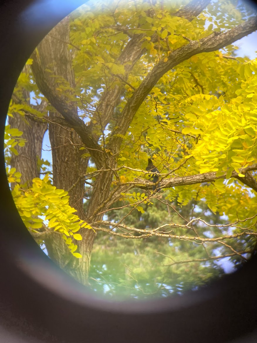 Steller's Jay - ML645805739