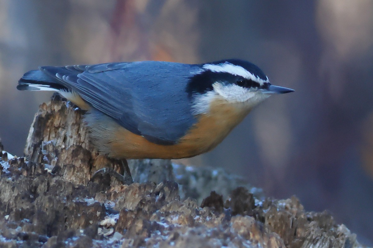 Red-breasted Nuthatch - ML645805743