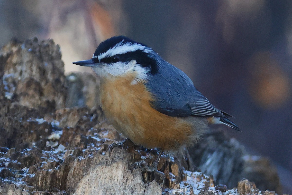 Red-breasted Nuthatch - ML645805744